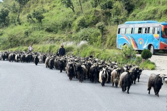 च्याङग्रा व्यापारीको यात्रा : रारादेखि फेवा तालसम्म